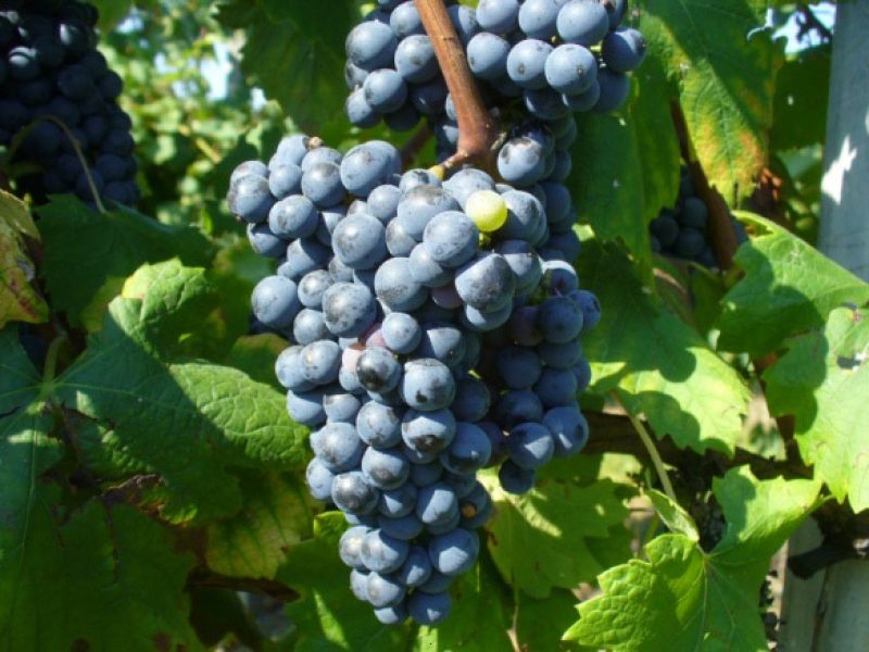 vendanges